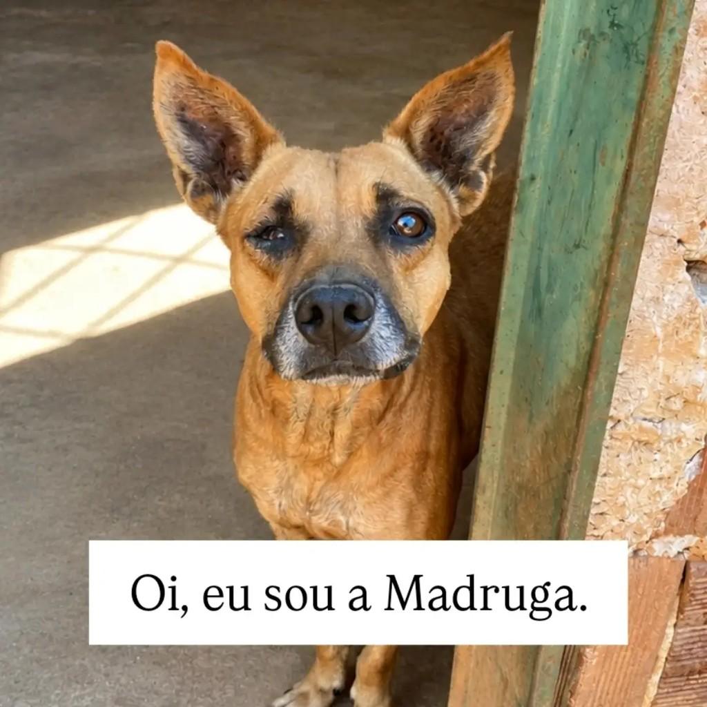 Madruga, cadela de porte médio para adoção em Brasília - DF
