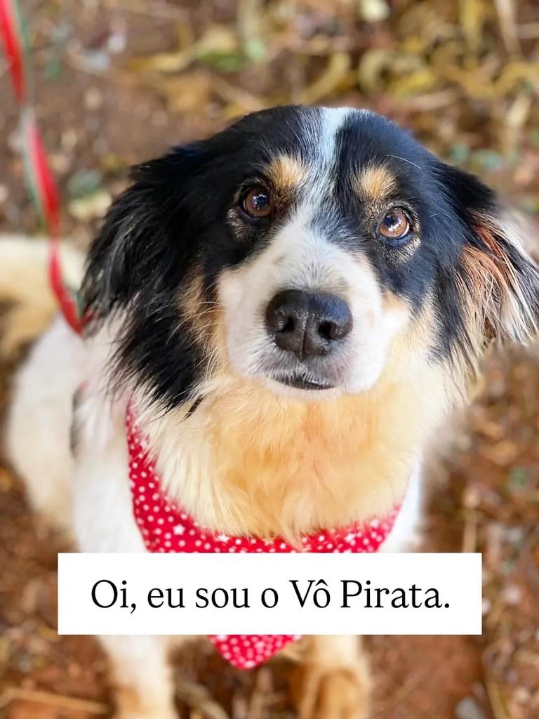 Vô Pirata, cachorro de porte médio para adoção em Brasília - DF