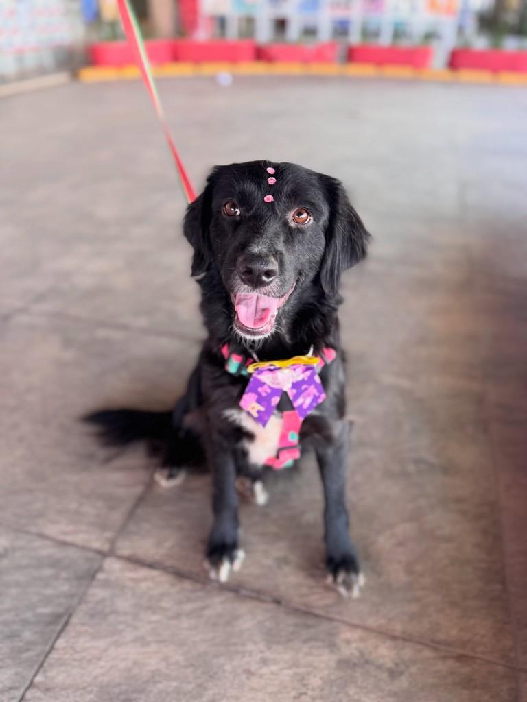 Jade, cadela de porte médio para adoção em Brasília - DF