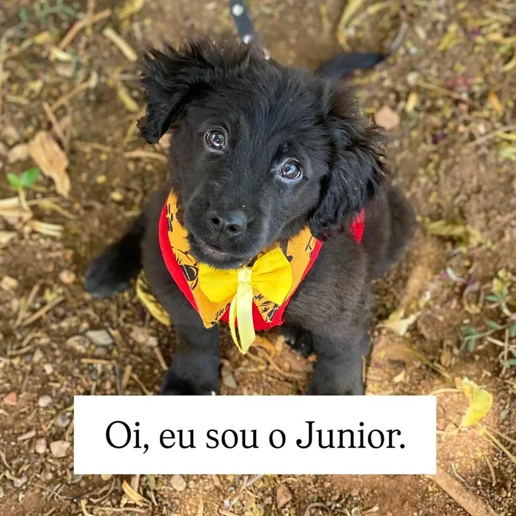 Junior, cachorro de porte médio para adoção em Brasília - DF