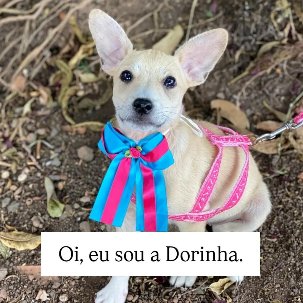 Dorinha, cadela de porte médio para adoção em Brasília - DF