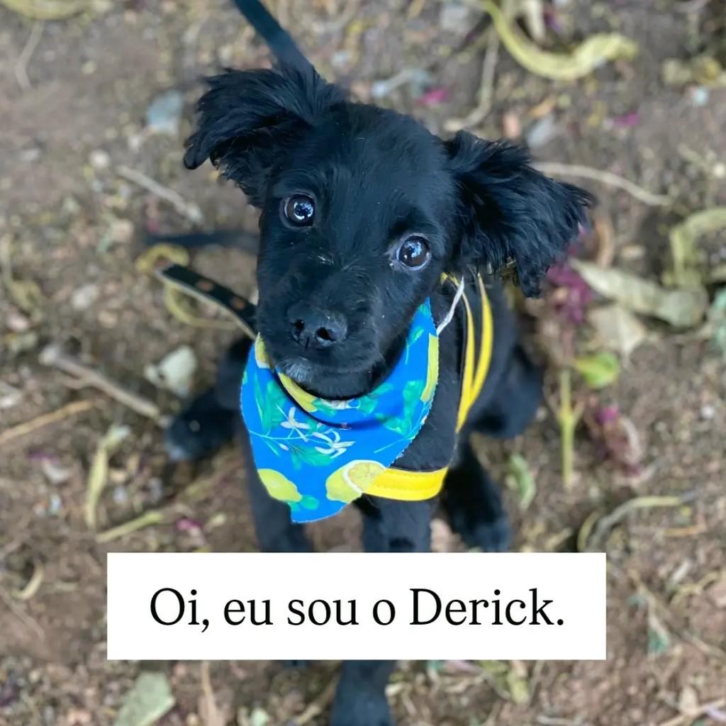 Derick, cachorro de porte médio para adoção em Brasília - DF