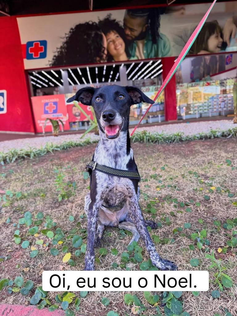 Noel, cachorro de porte médio para adoção em Brasília - DF