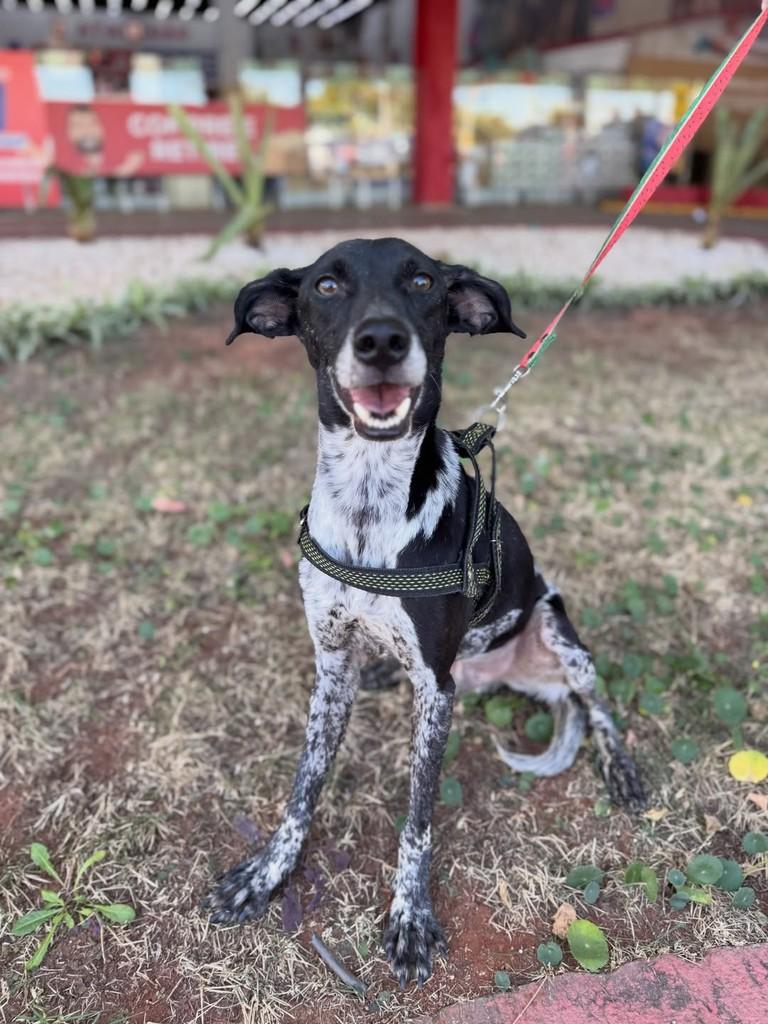 Noel, cachorro de porte médio para adoção em Brasília - DF — foto 2 de 6