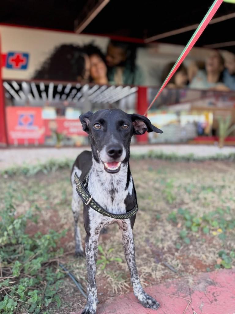 Noel, cachorro de porte médio para adoção em Brasília - DF — foto 3 de 6