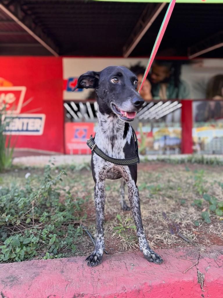 Noel, cachorro de porte médio para adoção em Brasília - DF — foto 4 de 6