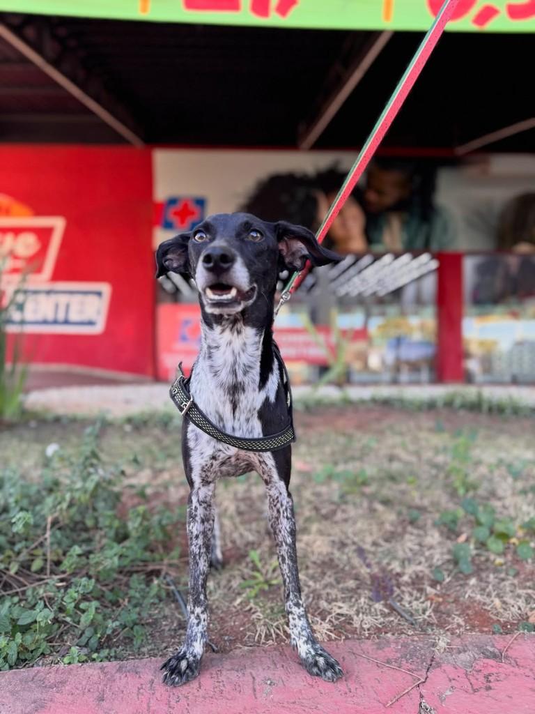 Noel, cachorro de porte médio para adoção em Brasília - DF — foto 5 de 6