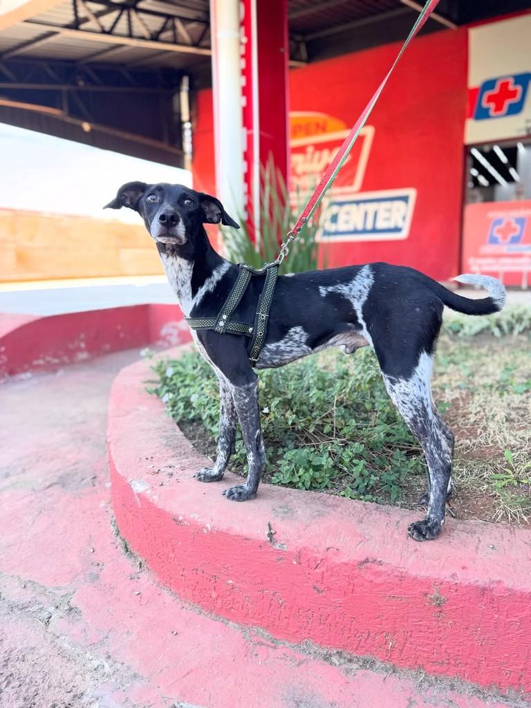 Noel, cachorro de porte médio para adoção em Brasília - DF — foto 4 de 4