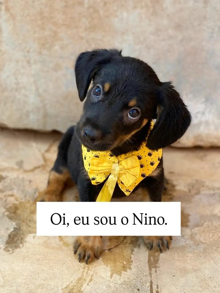 Nino, cachorro de porte pequeno para adoção em Brasília - DF
