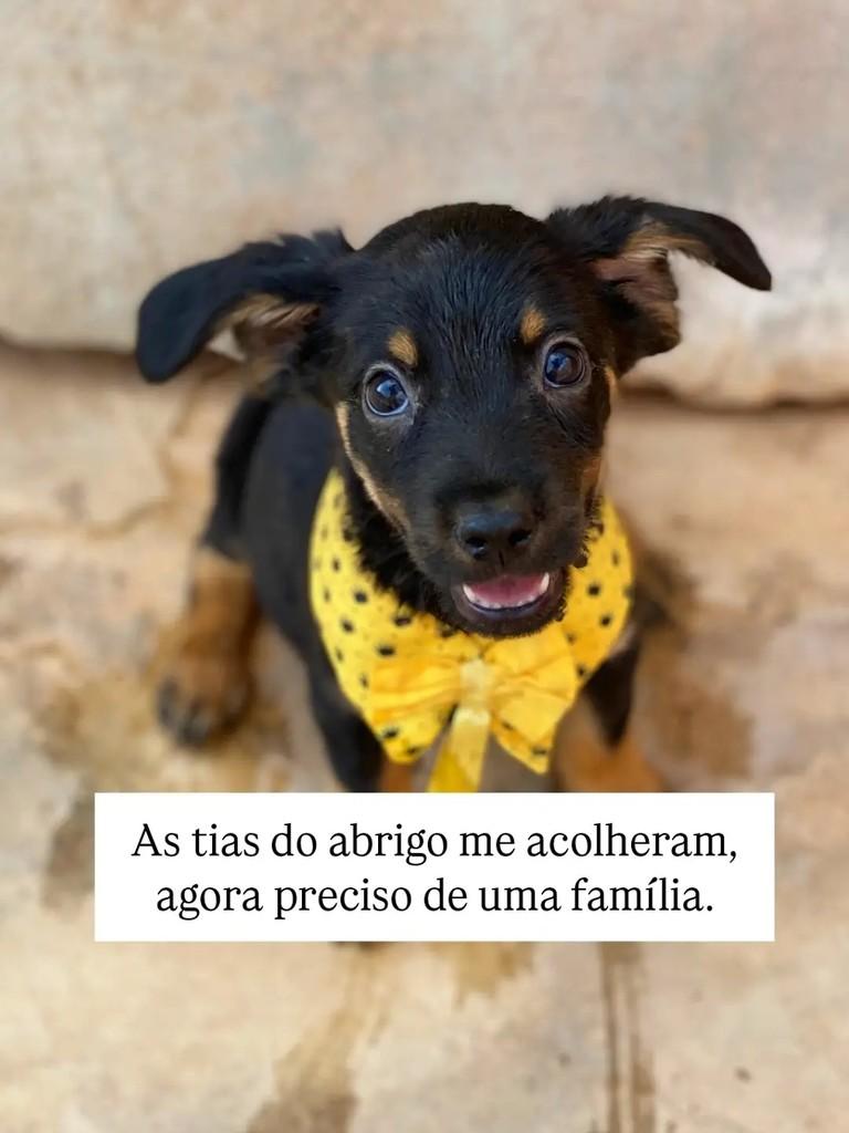 Nino, cachorro de porte pequeno para adoção em Brasília - DF — foto 2 de 5