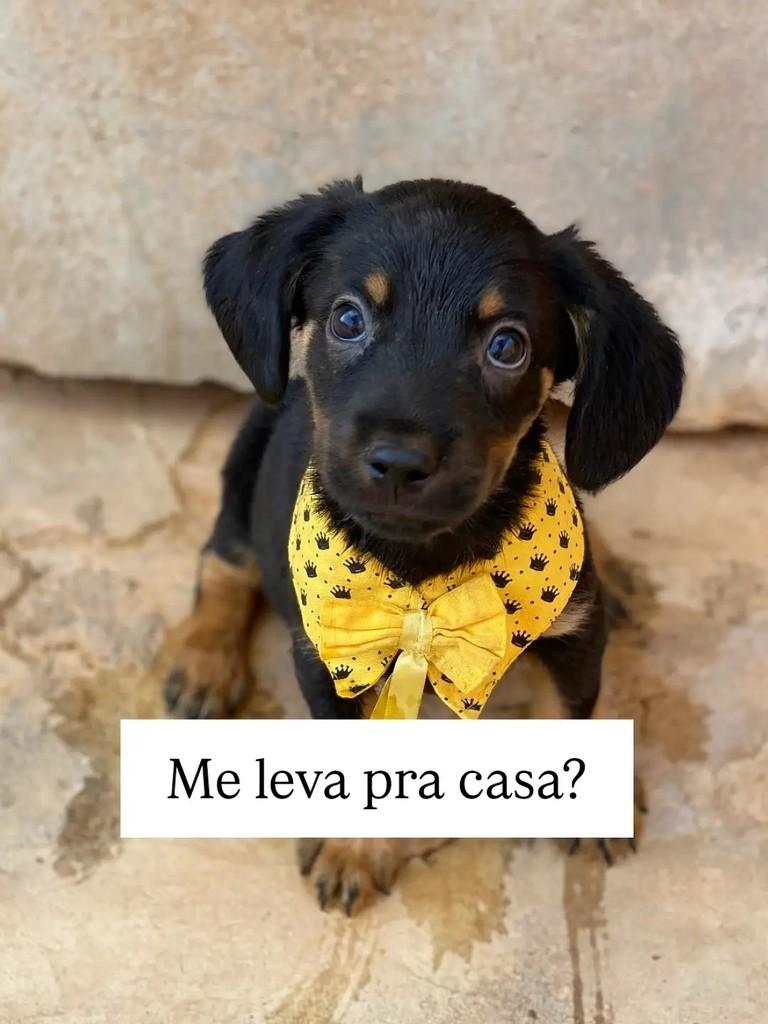 Nino, cachorro de porte pequeno para adoção em Brasília - DF — foto 3 de 5