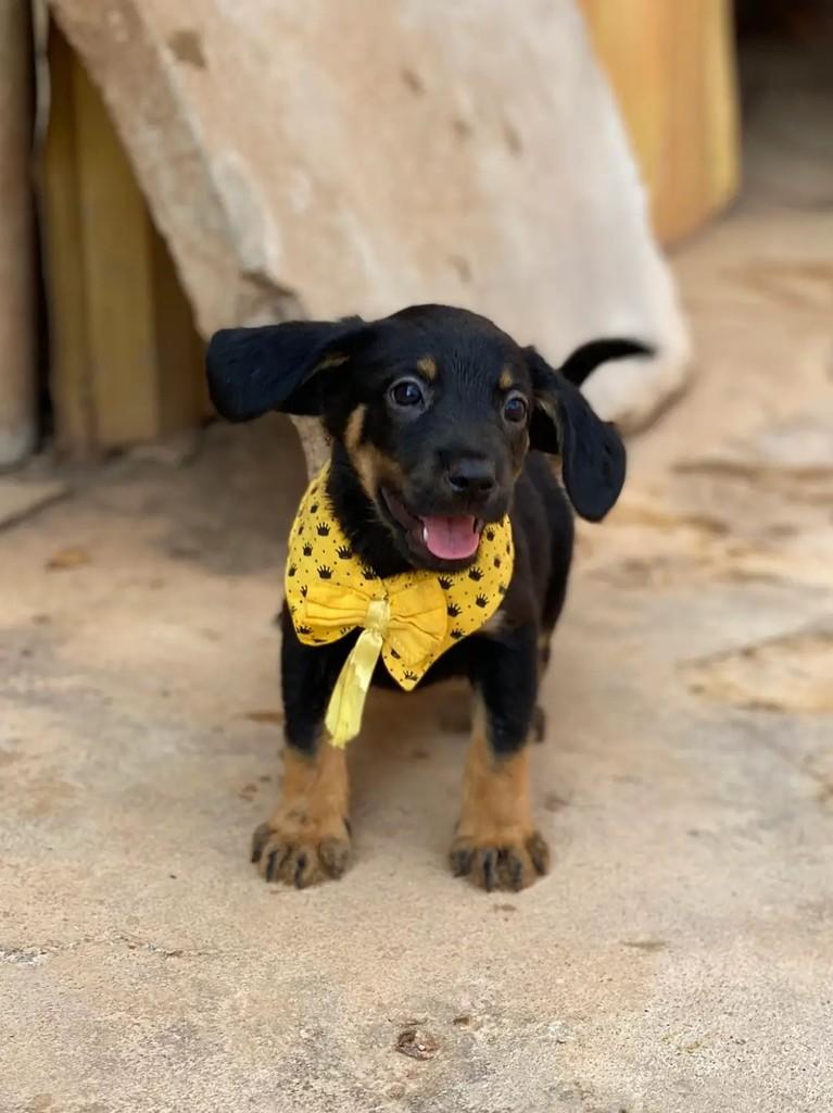 Nino, cachorro de porte pequeno para adoção em Brasília - DF — foto 4 de 5