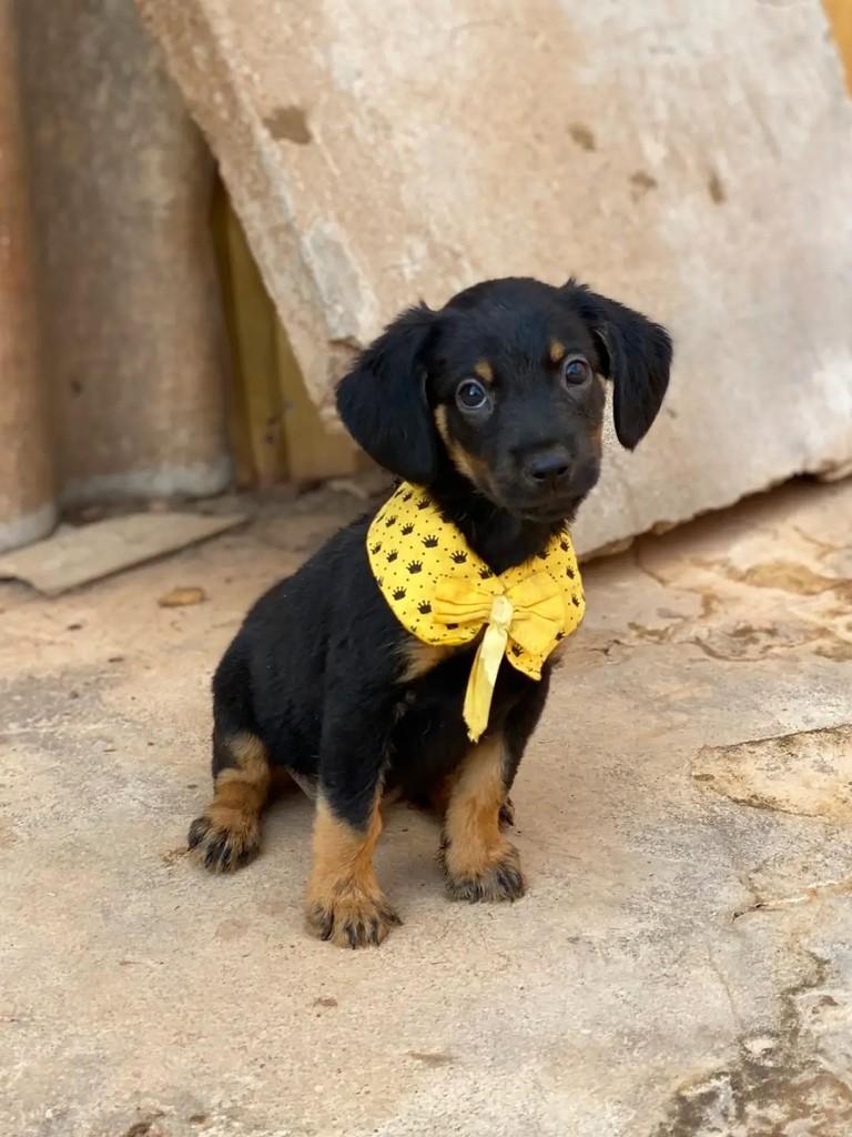 Nino, cachorro de porte pequeno para adoção em Brasília - DF — foto 5 de 5
