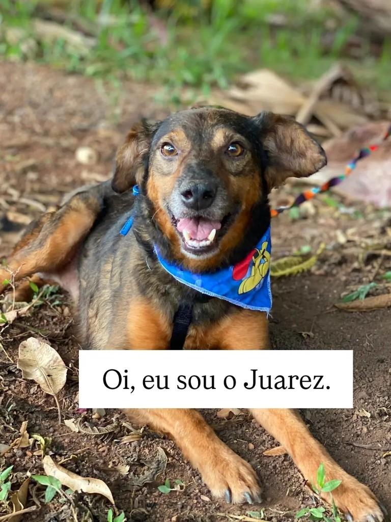 Juarez, cachorro de porte médio para adoção em Brasília - DF