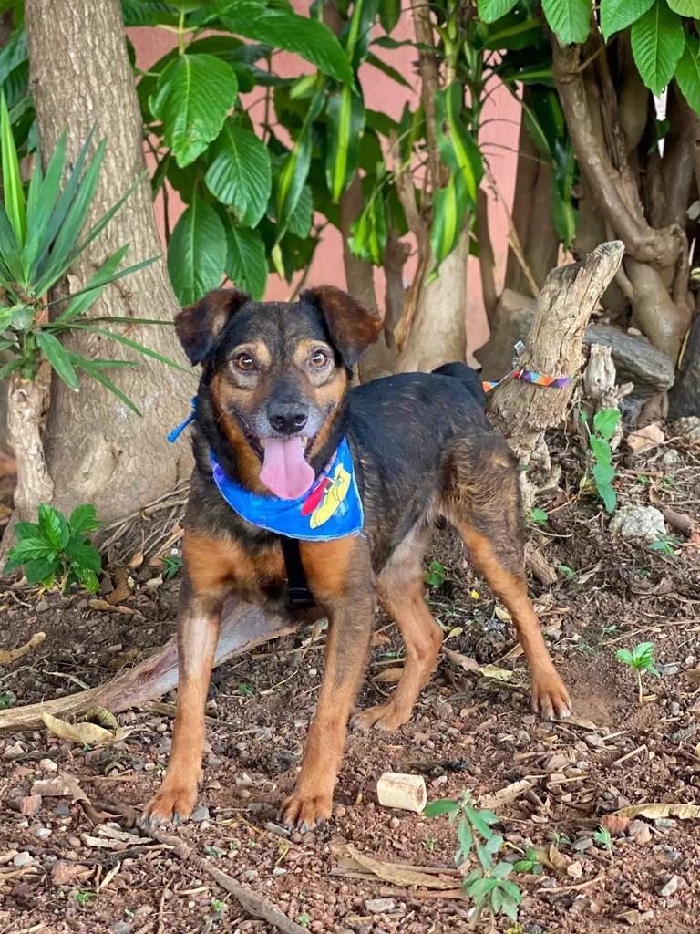 Juarez, cachorro de porte médio para adoção em Brasília - DF — foto 2 de 6