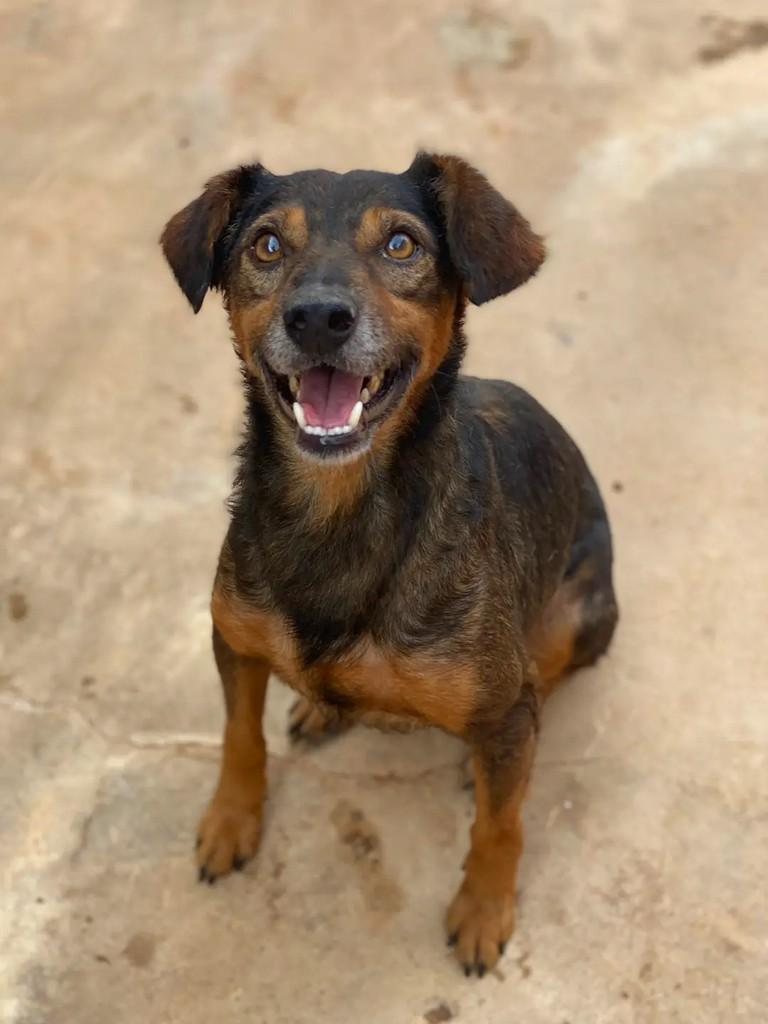Juarez, cachorro de porte médio para adoção em Brasília - DF — foto 3 de 6
