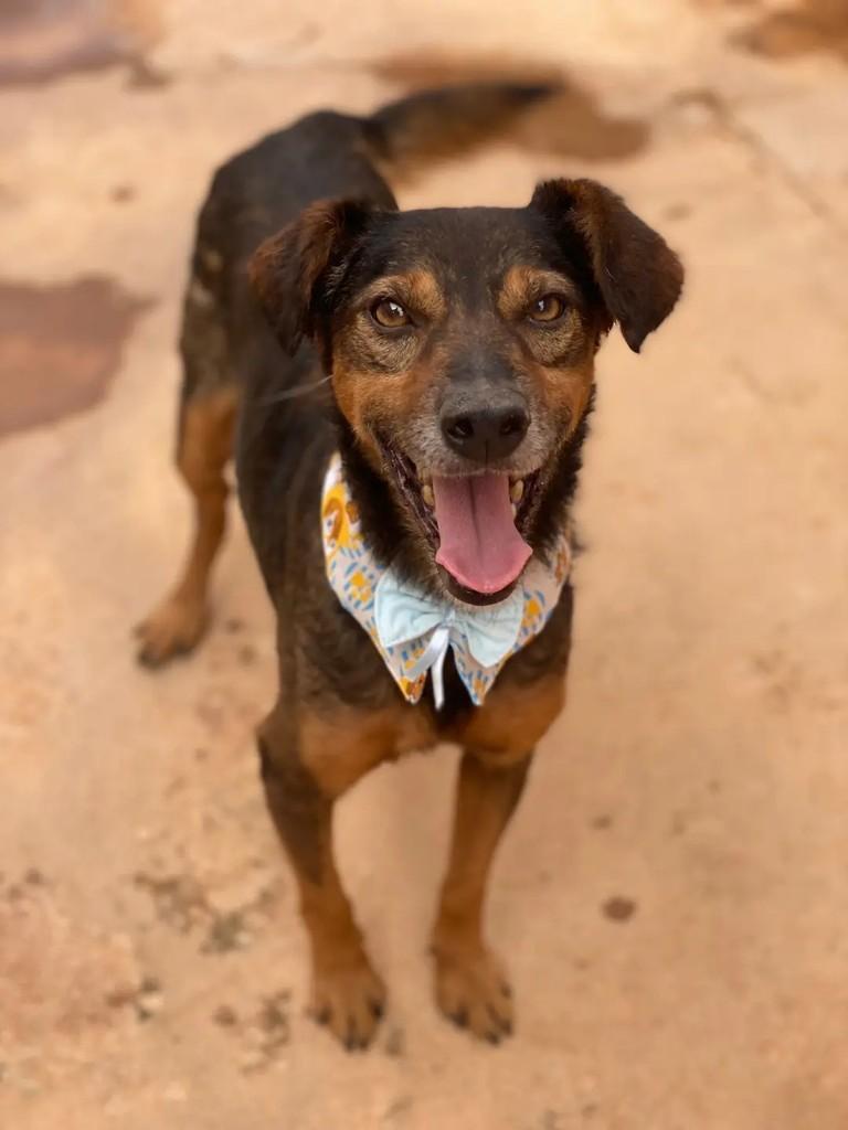 Juarez, cachorro de porte médio para adoção em Brasília - DF — foto 4 de 6