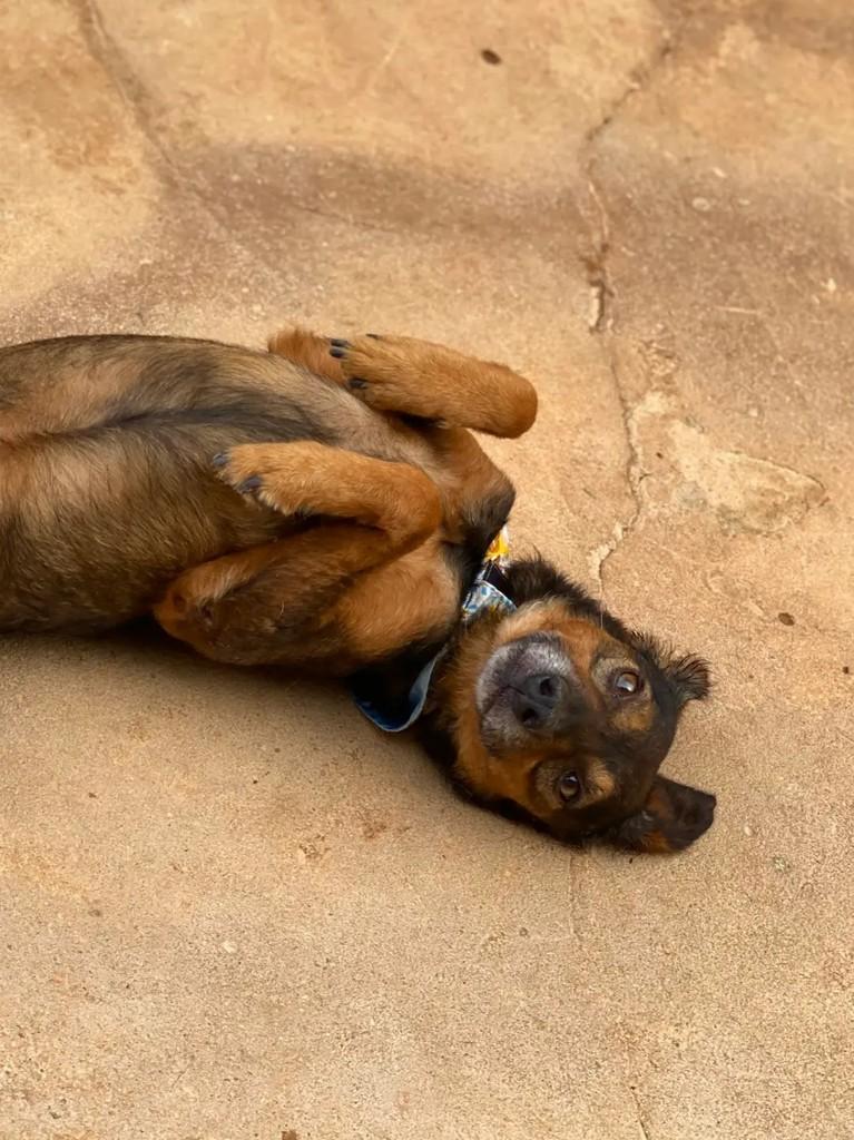 Juarez, cachorro de porte médio para adoção em Brasília - DF — foto 5 de 6