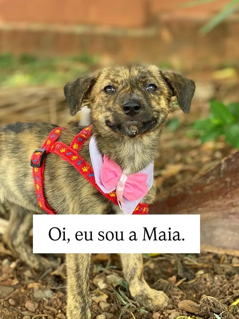 Maia, cadela de porte médio para adoção em Brasília - DF