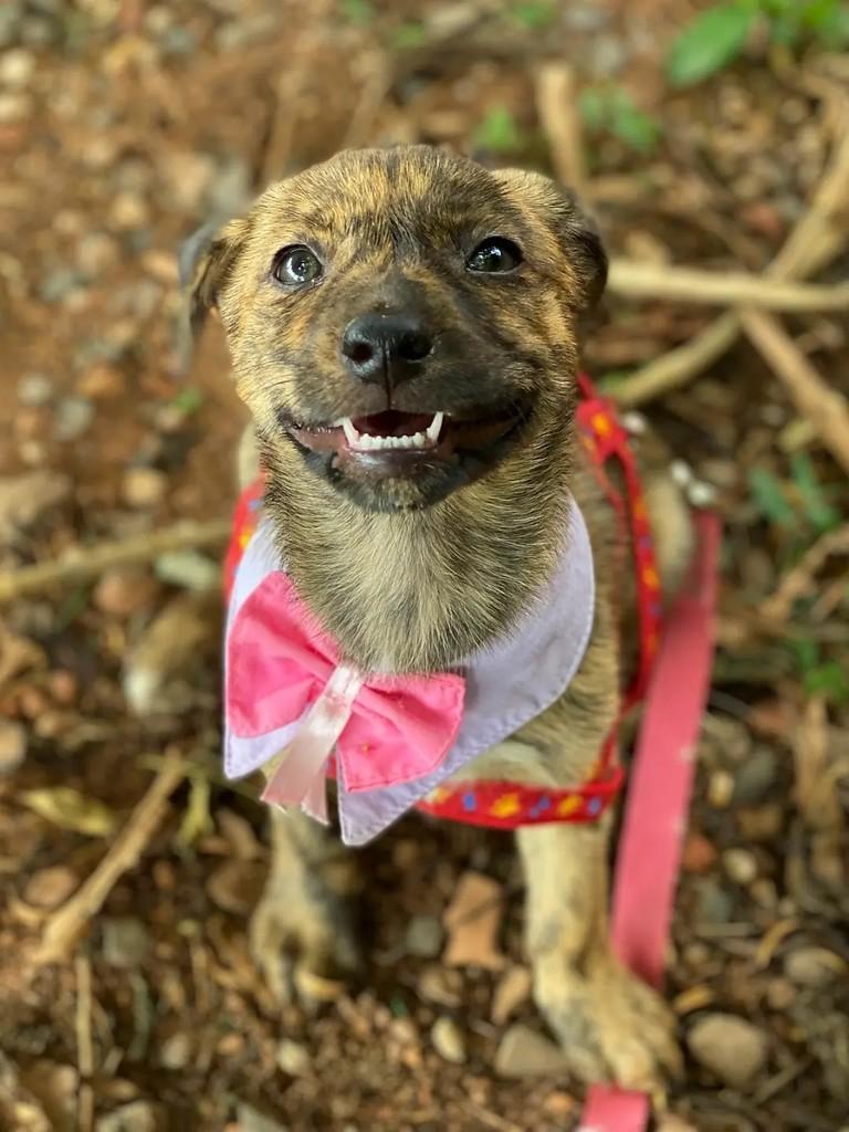 Maia, cadela de porte médio para adoção em Brasília - DF — foto 2 de 5