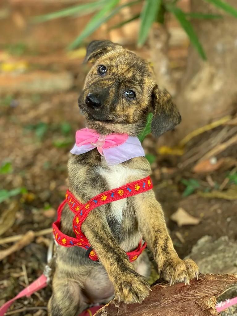 Maia, cadela de porte médio para adoção em Brasília - DF — foto 3 de 5