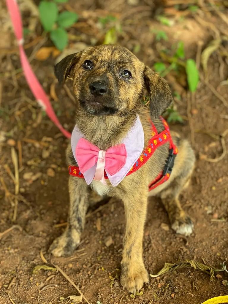 Maia, cadela de porte médio para adoção em Brasília - DF — foto 4 de 5