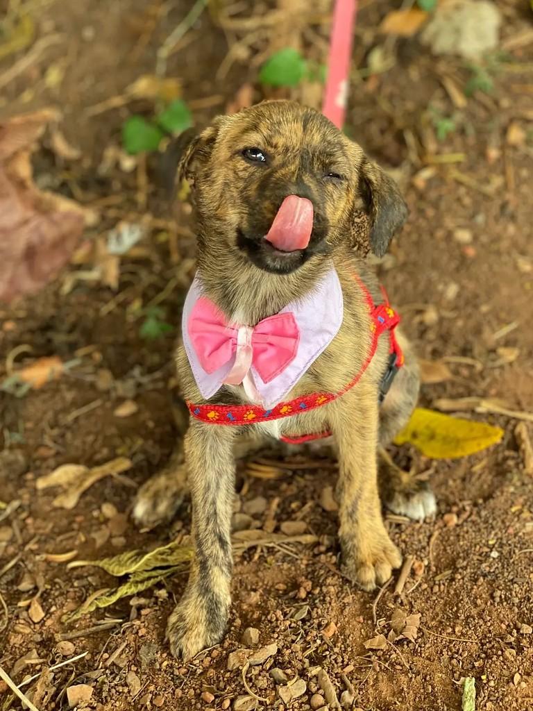 Maia, cadela de porte médio para adoção em Brasília - DF — foto 5 de 5