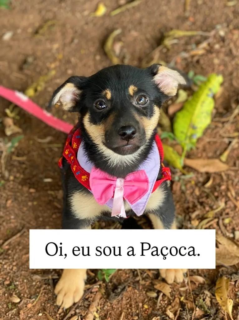 Paçoca, cadela de porte médio para adoção em Brasília - DF
