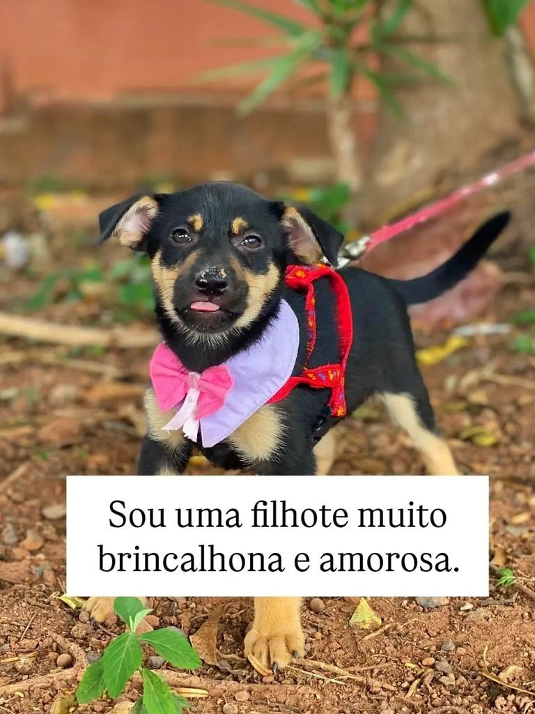 Paçoca, cadela de porte médio para adoção em Brasília - DF — foto 2 de 5