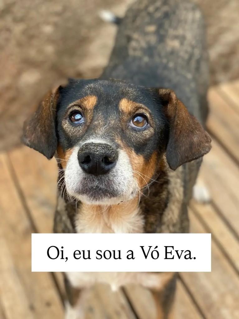 Vó Eva, cadela de porte médio para adoção em Brasília - DF