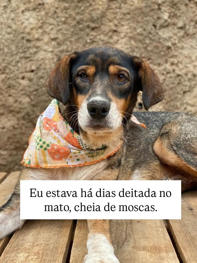 Vó Eva, cadela de porte médio para adoção em Brasília - DF — foto 2 de 7