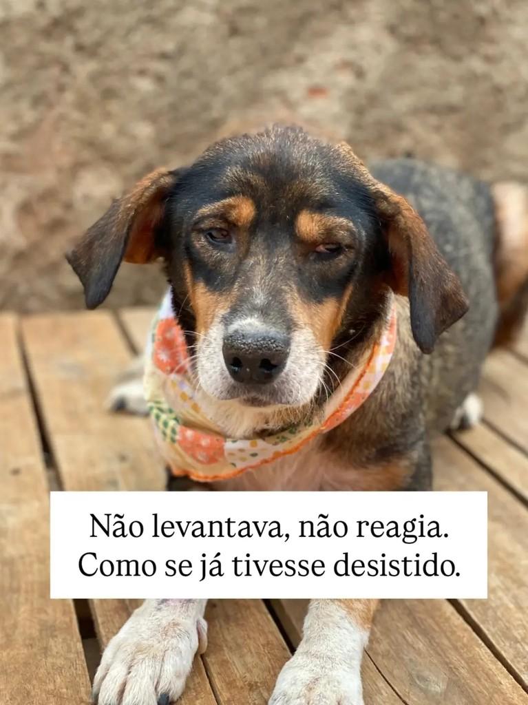 Vó Eva, cadela de porte médio para adoção em Brasília - DF — foto 3 de 7