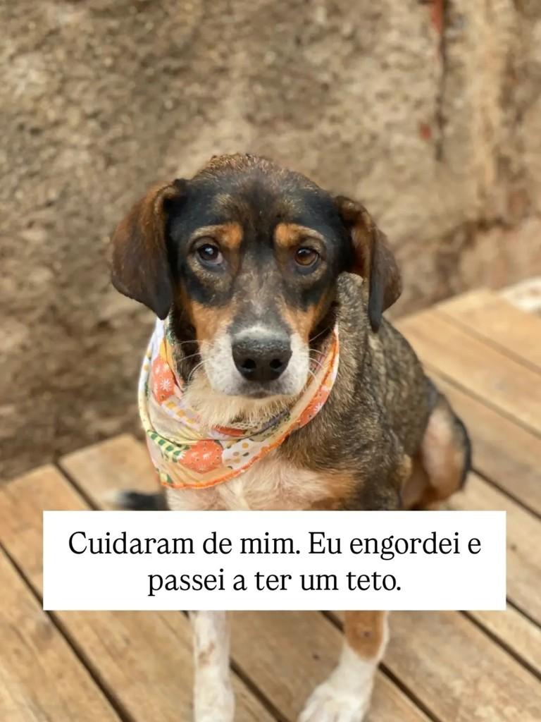 Vó Eva, cadela de porte médio para adoção em Brasília - DF — foto 4 de 7