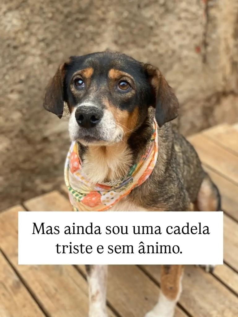 Vó Eva, cadela de porte médio para adoção em Brasília - DF — foto 5 de 7
