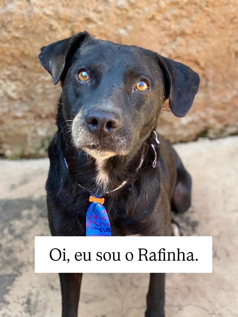 Rafinha, cachorro de porte médio para adoção em Brasília - DF