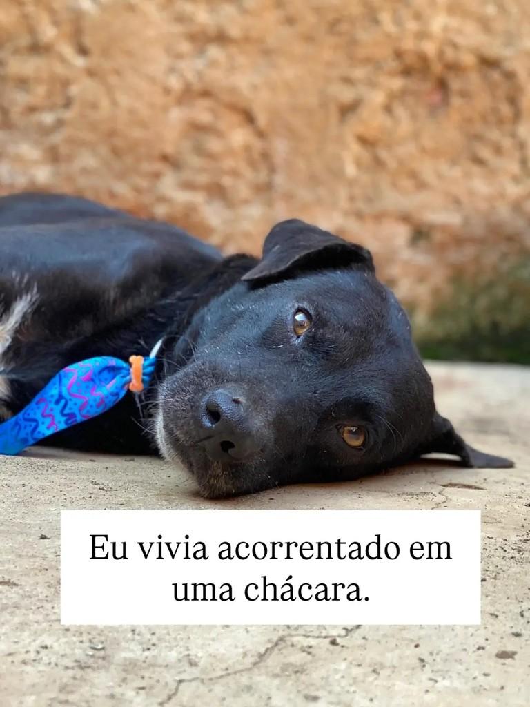 Rafinha, cachorro de porte médio para adoção em Brasília - DF — foto 2 de 9