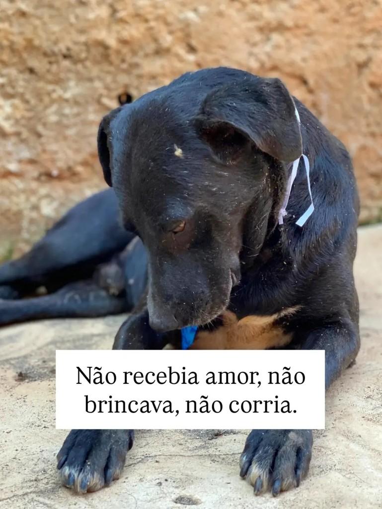 Rafinha, cachorro de porte médio para adoção em Brasília - DF — foto 3 de 9