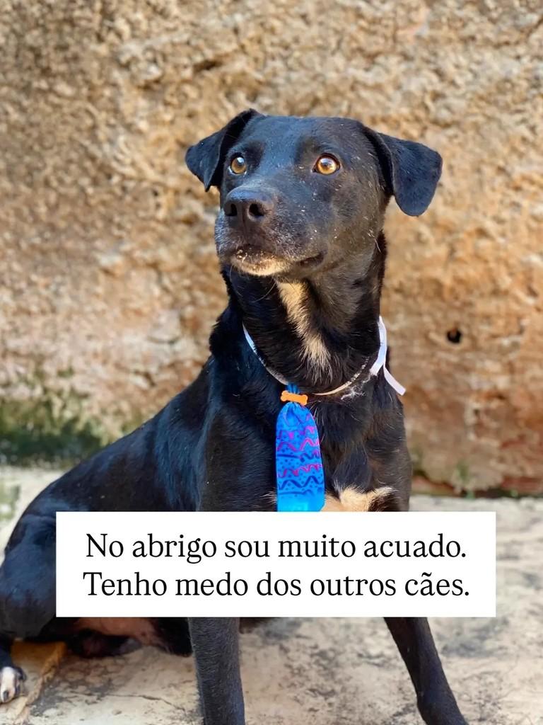 Rafinha, cachorro de porte médio para adoção em Brasília - DF — foto 4 de 9