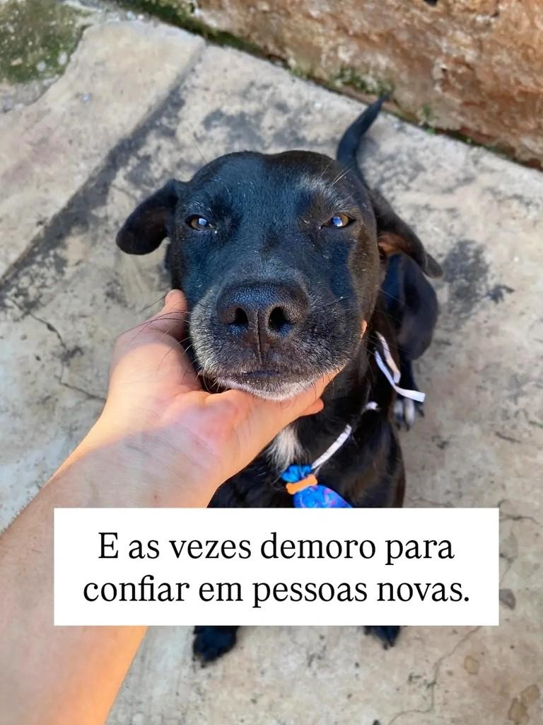 Rafinha, cachorro de porte médio para adoção em Brasília - DF — foto 5 de 9
