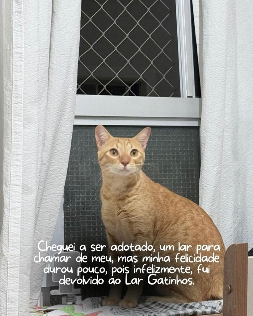 Benjamim, gato de porte médio para adoção em Sorocaba - SP