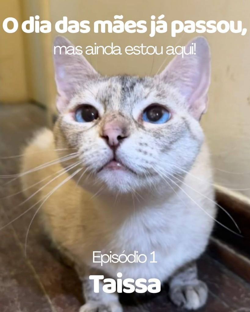 Taissa, gata de porte médio para adoção em Sorocaba - SP