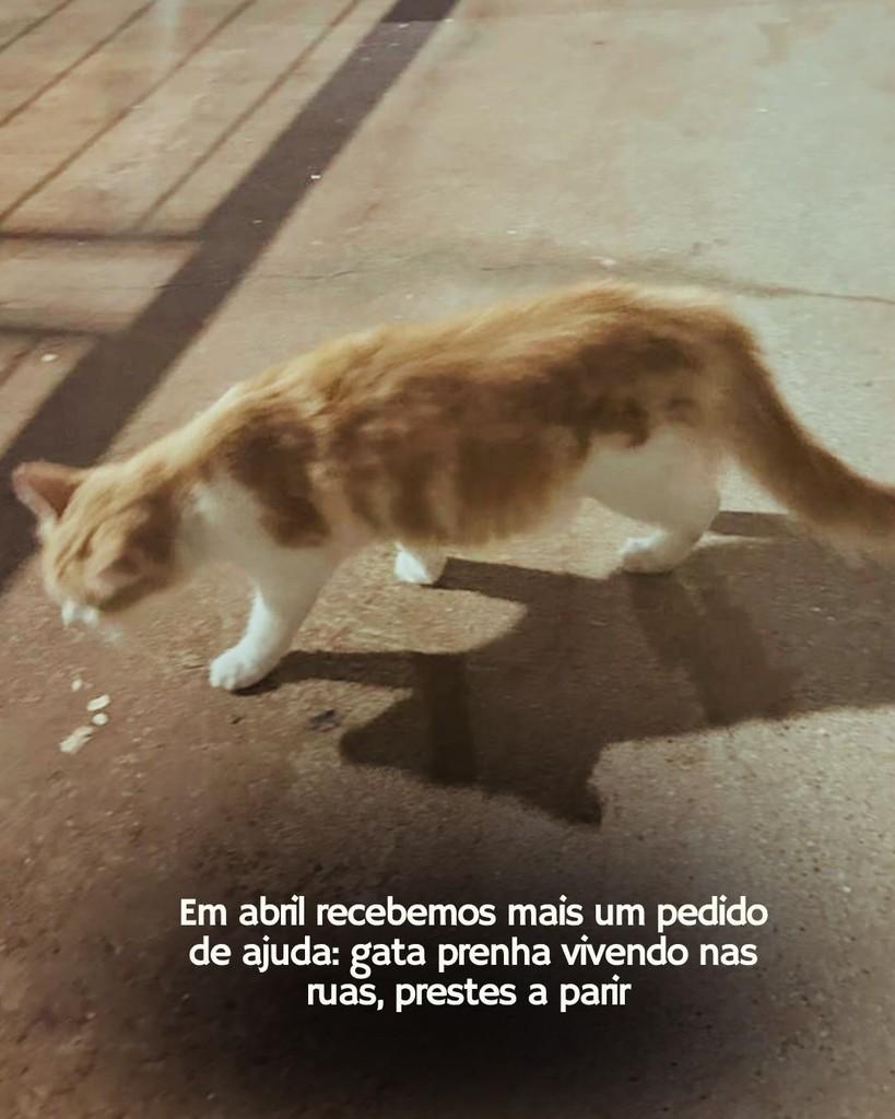 Loira, gata de porte médio para adoção em Sorocaba - SP