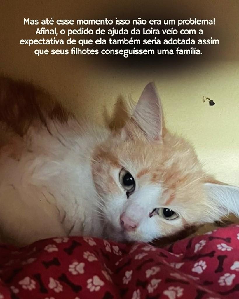 Loira, gata de porte médio para adoção em Sorocaba - SP — foto 2 de 3