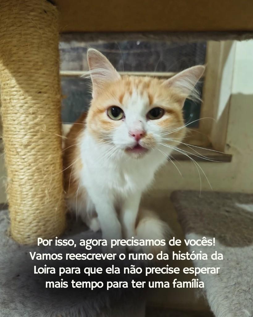 Loira, gata de porte médio para adoção em Sorocaba - SP — foto 3 de 3