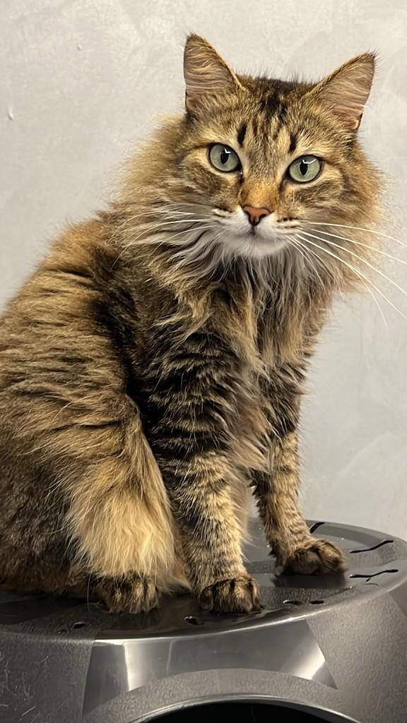 Juninho, gato de porte grande para adoção em Jundiaí - SP