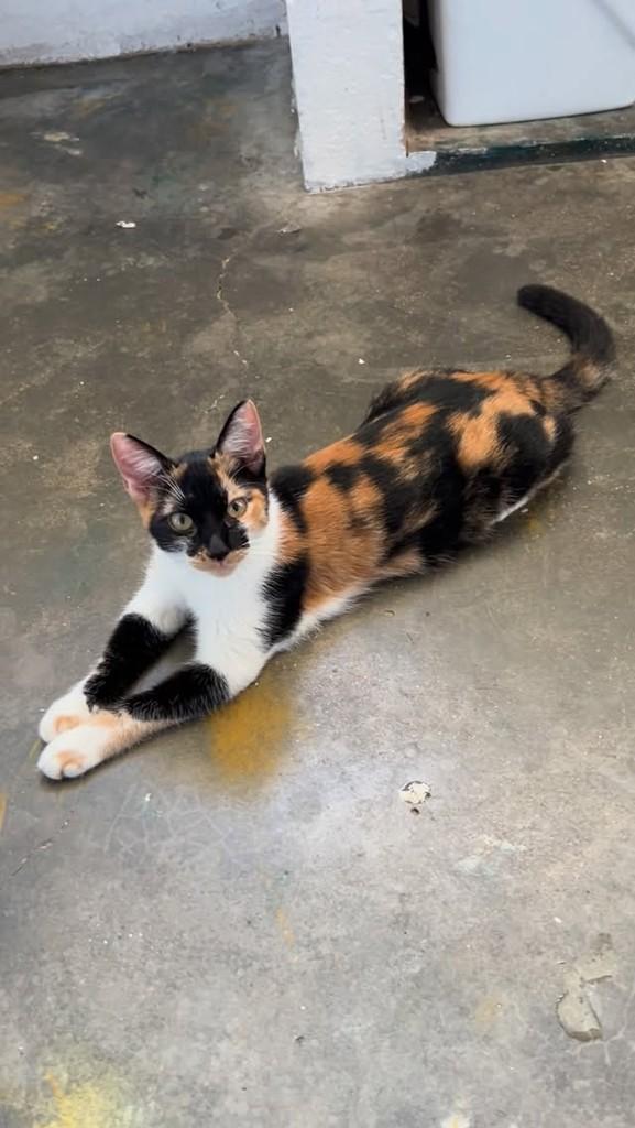 Maya, gata de porte pequeno para adoção em Rio de Janeiro - RJ