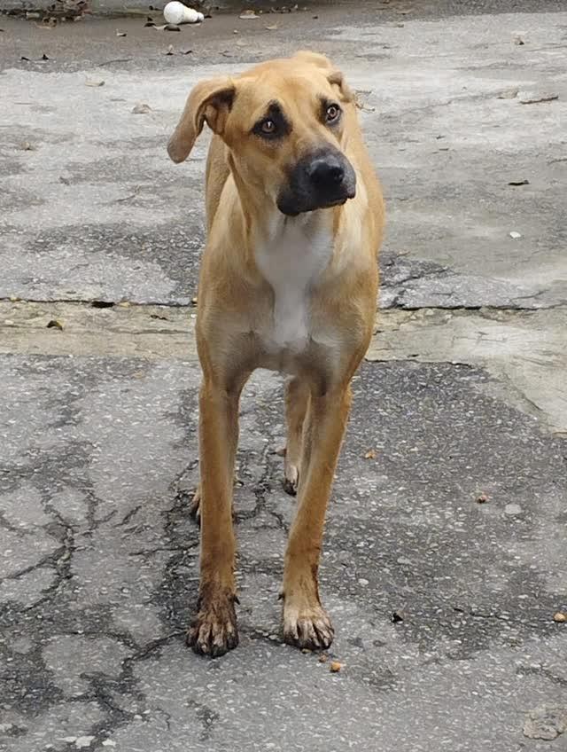 Morema, cachorro de porte médio para adoção em Rio de Janeiro - RJ