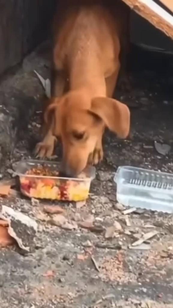 Mocinha, cachorro de porte pequeno para adoção em Rio de Janeiro - RJ