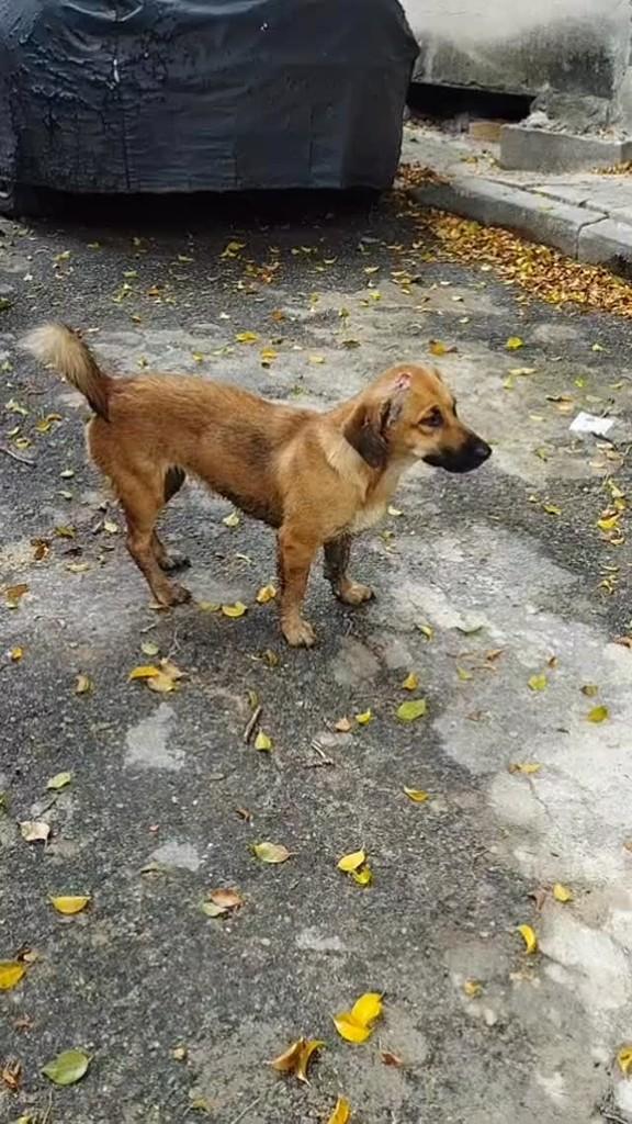 Essa Menina, cadela de porte pequeno para adoção em Rio de Janeiro - RJ