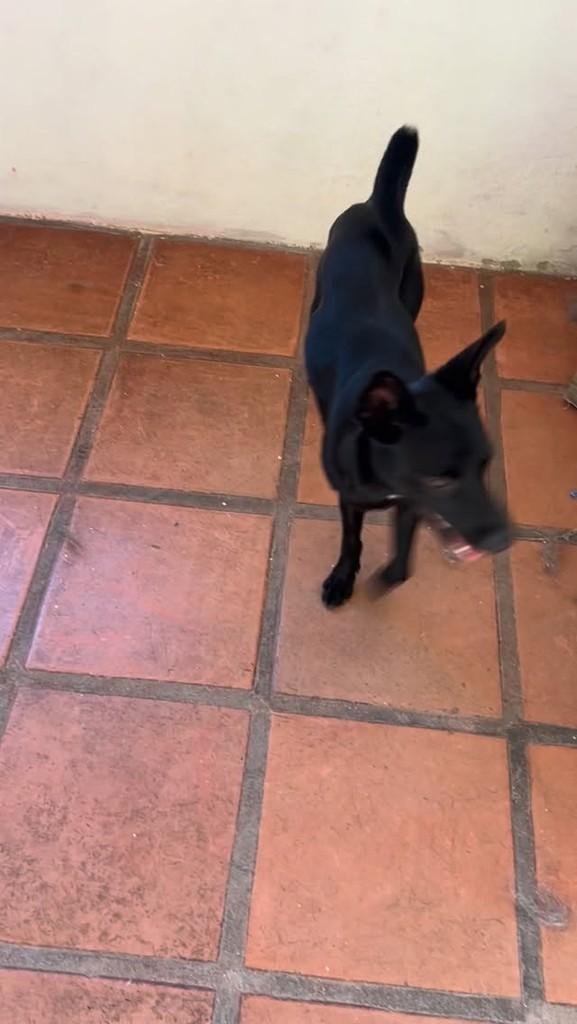 Sonso, cachorro de porte pequeno para adoção em Rio de Janeiro - RJ